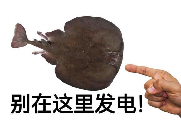 大型龍魚：大型龍魚的特征、飼養(yǎng)環(huán)境要求以及日常護(hù)理方法 水族問答 第1張