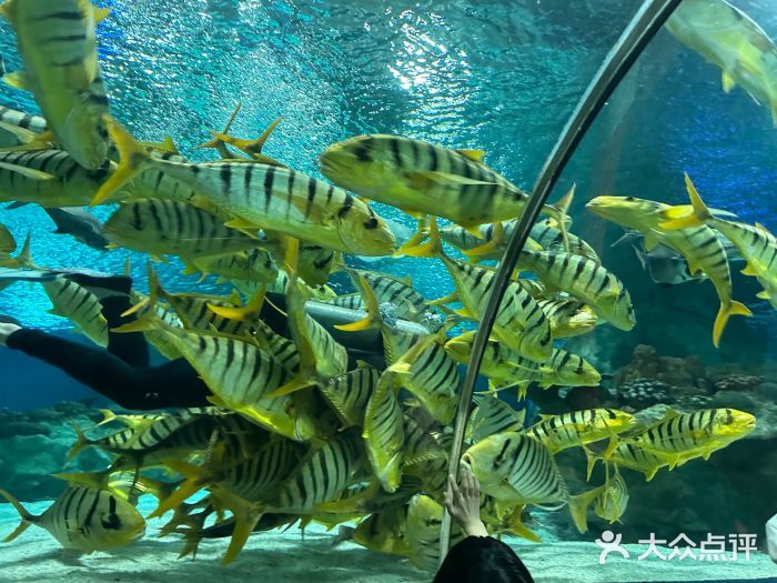 水族館開業(yè)廣告宣傳語：親子游水族館特色展覽介紹：親子游水族館優(yōu)惠票價(jià)信息 水族館百科（水族館加盟） 第5張