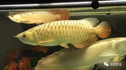 金龍魚光照周期對食欲影響：金龍魚光照周期對金龍魚的食欲有影響，金龍魚的食欲影響