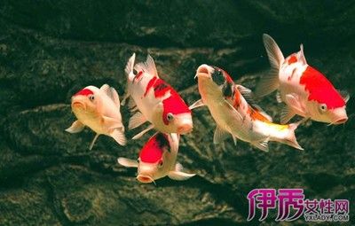 觀賞魚(yú)年齡判斷方法：如何判斷魚(yú)類(lèi)年齡 觀賞魚(yú)百科 第4張