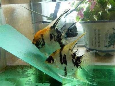 觀賞魚(yú)年齡判斷方法：如何判斷魚(yú)類年齡