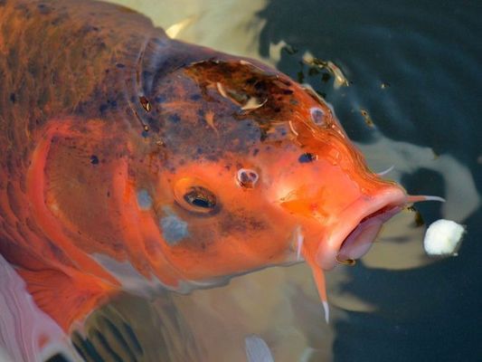 觀賞魚適宜的氧氣濃度：觀賞魚適宜的氧氣濃度對魚類產生負面影響其濃度變化 觀賞魚百科 第1張