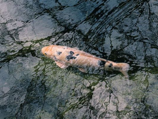 觀賞魚適宜的氧氣濃度：觀賞魚適宜的氧氣濃度對魚類產生負面影響其濃度變化 觀賞魚百科 第4張