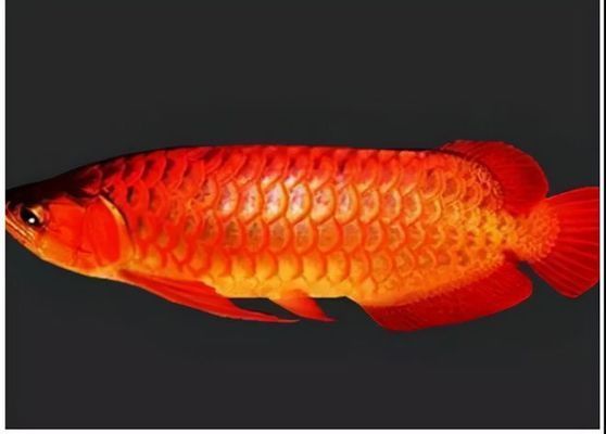 印尼觀賞魚(yú)貿(mào)易政策解讀：印尼觀賞魚(yú)出口優(yōu)勢(shì)分析 觀賞魚(yú)百科 第1張