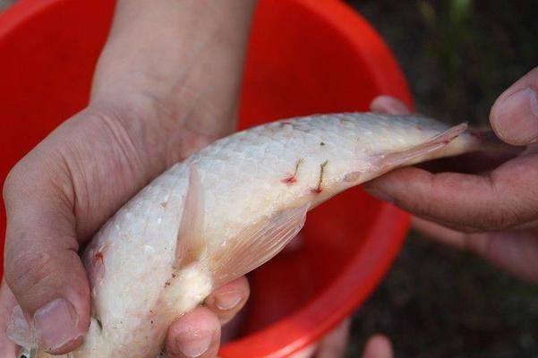 大型龍魚(yú)缸什么牌子好用又便宜：選購(gòu)大型龍魚(yú)缸時(shí)哪些品牌的產(chǎn)品質(zhì)量和耐用性得到了廣泛認(rèn)可 水族問(wèn)答