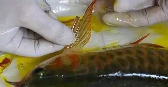 大型龍魚缸什么牌子好用又實惠：如何選擇適合的大型龍魚缸品牌 水族問答 第1張