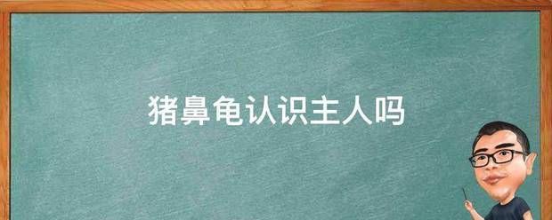 豬鼻龜認(rèn)識主人嗎視頻播放在線觀看：豬鼻龜怎么認(rèn)識主人 豬鼻龜百科 第6張