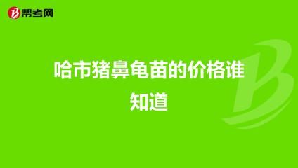 豬鼻龜苗多少錢(qián)一只：養(yǎng)殖豬鼻龜苗需要考慮哪些因素 豬鼻龜百科 第2張