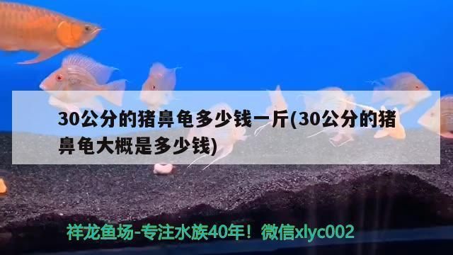 豬鼻龜價格多少錢一只圖片：30公分的豬鼻龜多少錢一斤 豬鼻龜百科 第6張