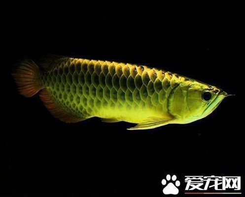 遼陽龍魚專賣店：遼陽觀賞魚專賣店 全國觀賞魚市場 第2張