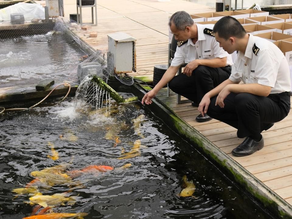 觀賞魚批發(fā)市場評價(jià)：天津觀賞魚市場未來發(fā)展趨勢天津觀賞魚市場增長原因 觀賞魚百科 第5張