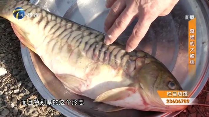 單養(yǎng)紅龍魚要多大的缸：如何選擇一個(gè)適合自己的魚缸 水族問答 第2張