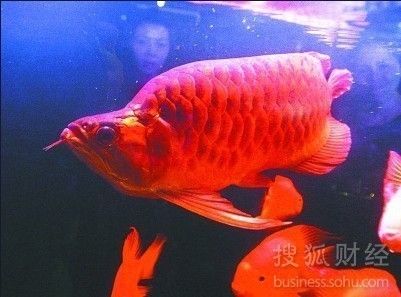 武漢紅龍魚價格：武漢紅龍魚價格受到多種因素影響價格趨勢預(yù)測紅龍魚價格趨勢預(yù)測 紅龍魚百科 第4張