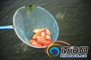 海南藏族自治州觀賞魚批發(fā)市場(chǎng)：名貴的觀賞魚，第一種越養(yǎng)越值錢鯤