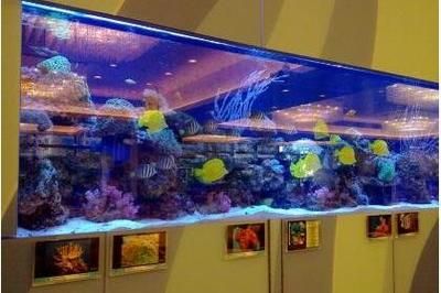 碧海鑫水族館互動活動安排 水族館百科（水族館加盟） 第5張