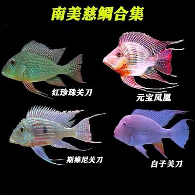 元寶鳳凰魚和關(guān)刀魚的區(qū)別是什么：元寶鳳凰魚與關(guān)刀魚的區(qū)別 元寶鳳凰魚百科 第1張