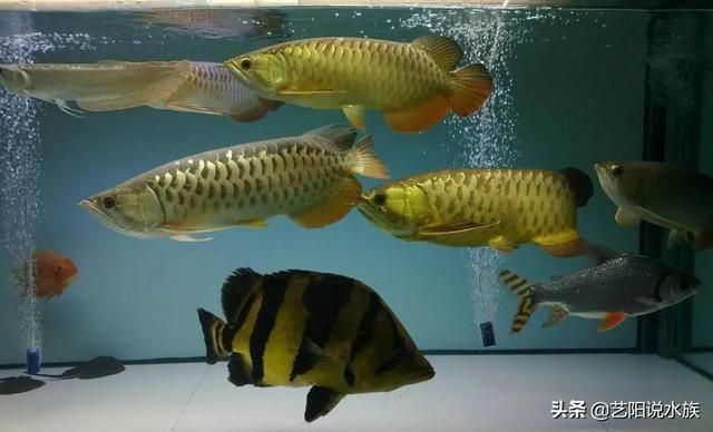 觀賞魚(yú)混養(yǎng)繁殖策略：觀賞魚(yú)混養(yǎng)繁殖方法 觀賞魚(yú)百科 第1張