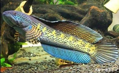 龍魚(yú)喜歡吃什么小魚(yú)：龍魚(yú)喜歡吃的小魚(yú)種類(lèi)