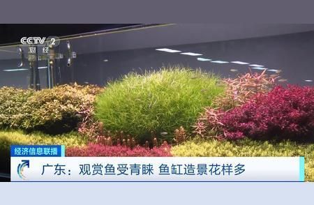 觀賞魚個性化造景服務(wù)市場：觀賞魚個性化造景服務(wù)市場前景如何？ 觀賞魚百科 第1張