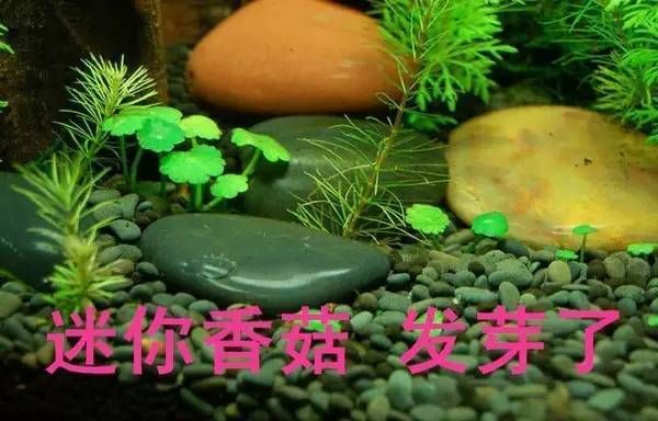 熱帶魚缸水草種植技巧：熱帶魚缸水草布局設計技巧， 魚缸百科 第4張