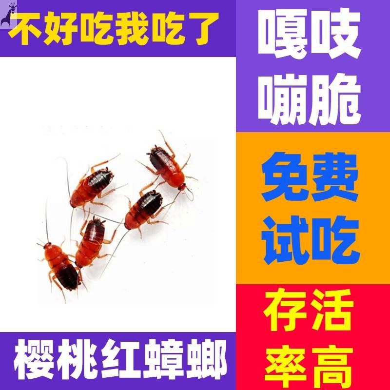 龍魚多久喂一次蝎子：龍魚多久喂一次蝎子？龍魚喂養(yǎng)頻率 龍魚百科 第4張