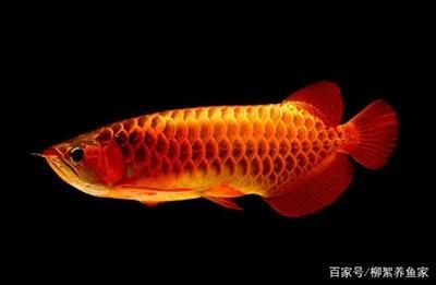 魟魚繁殖水質(zhì)監(jiān)控技巧：魟魚繁殖過濾系統(tǒng)配置指南 魟魚百科 第4張