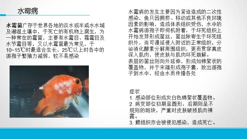 觀賞魚疾病診斷誤區(qū)解析：觀賞魚疾病診斷中存在多種誤區(qū) 觀賞魚百科 第1張