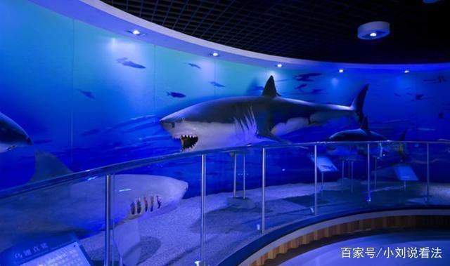 中國第一大水族館：上海海洋水族館 水族館百科（水族館加盟） 第2張