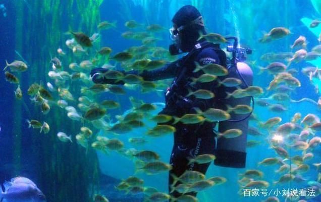 中國第一大水族館：上海海洋水族館 水族館百科（水族館加盟） 第4張