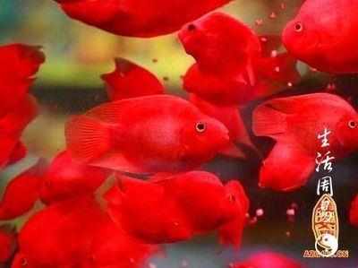 雕刻龍魚的寓意：雕刻龍魚在風(fēng)水中有何特別寓意？ 水族問答 第1張