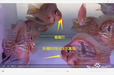 國產(chǎn)元寶鳳凰魚好養(yǎng)嗎：元寶鳳凰魚怎么養(yǎng)？ 元寶鳳凰魚百科 第4張