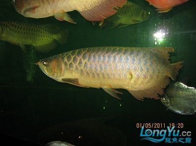 龍魚(yú)01：飼養(yǎng)龍魚(yú)需要提供合理的環(huán)境、合理的飲食和良好的健康管理