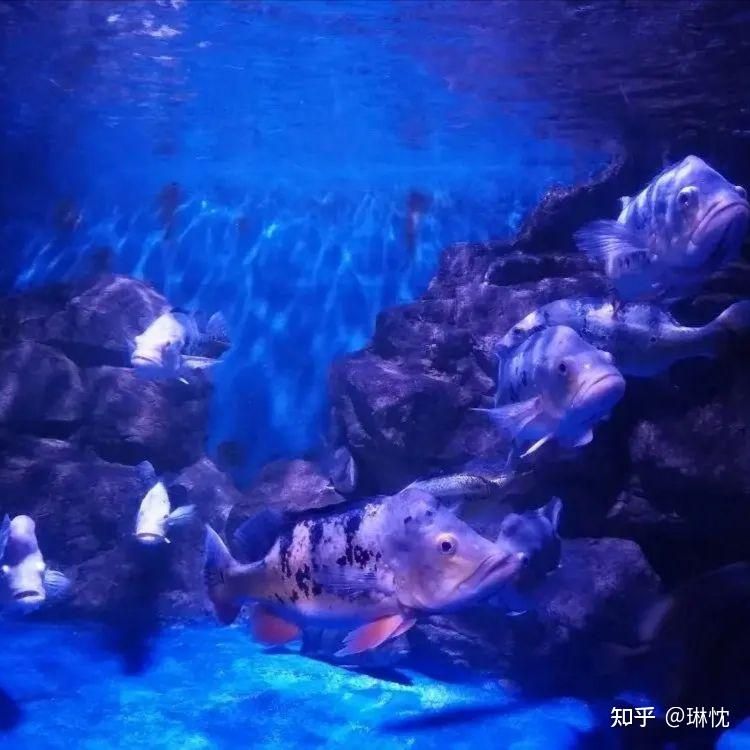 水族館一年能賺多少錢人民幣啊知乎：上海海洋水族館一年能賺多少錢人民幣的詳細分析 水族館百科（水族館加盟） 第4張