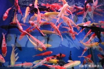 節(jié)日期間觀賞魚市場(chǎng)趨勢(shì)：春節(jié)期間觀賞魚市場(chǎng)趨勢(shì)分析 觀賞魚百科 第2張