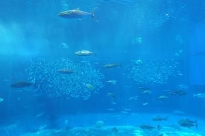 水族館店面擺設(shè)效果圖：水族館店面擺設(shè)設(shè)計