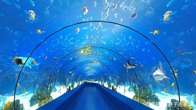 水族館店鋪里有什么動物：水族館店鋪的動物種類多樣 水族館百科（水族館加盟） 第2張