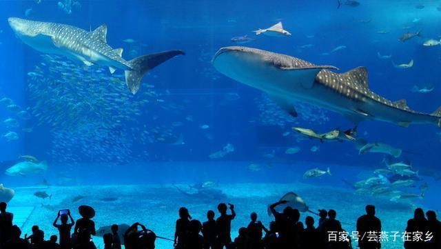 水族館店鋪里有什么動物：水族館店鋪的動物種類多樣 水族館百科（水族館加盟） 第3張