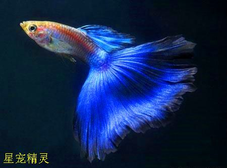 如何判斷觀賞魚飼料的質量：判斷觀賞魚飼料的質量是確保水族箱中魚兒健康成長的關鍵因素之一 觀賞魚百科 第2張