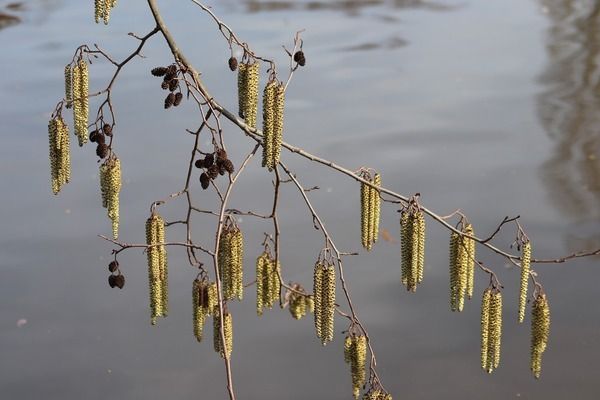 金龍魚與金老虎魚區(qū)別：金龍魚與金老虎魚在形態(tài)特征和生活習(xí)性上存在差異 金龍魚百科 第1張