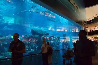 水族館尺寸：全球知名的大型水族館尺寸和規(guī)模可以從多個(gè)角度來了解 水族館百科（水族館加盟） 第4張