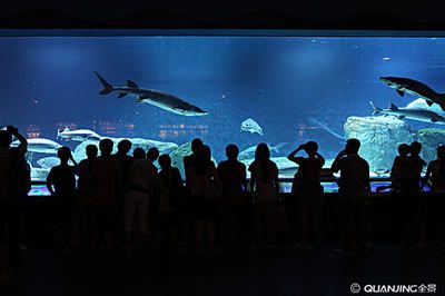 水族館誰負(fù)責(zé)管理：水族館的管理責(zé)任通常由水母館或水族館管理委員會承擔(dān) 水族館百科（水族館加盟） 第1張