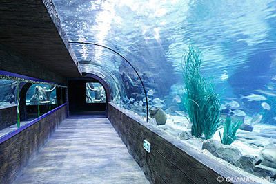 水族館誰負(fù)責(zé)管理：水族館的管理責(zé)任通常由水母館或水族館管理委員會承擔(dān) 水族館百科（水族館加盟） 第3張