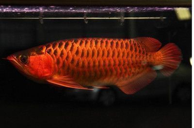 紅龍魚一年長多大正常：紅龍魚一年正常成長情況詳細信息：紅龍魚一年可以長多大 紅龍魚百科 第1張