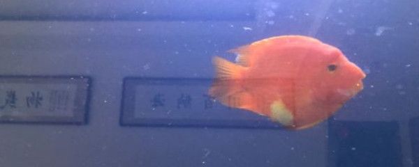 元寶鳳凰魚的壽命是多久：元寶鳳凰魚的壽命受到多種因素影響 元寶鳳凰魚百科 第4張