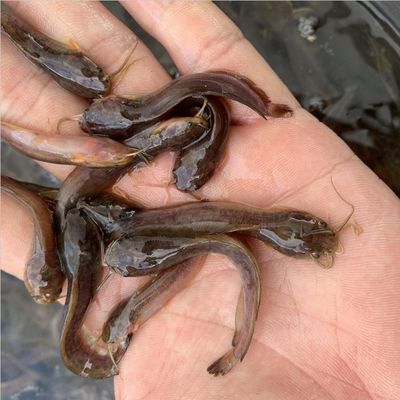 杜龍魚火鍋人均多少錢一個：杜龍魚火鍋平均價格是多少杜龍魚火鍋適合哪些人群食用 水族問答 第1張