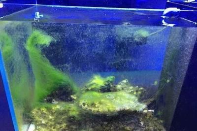 阜新水族批發(fā)市場：阜新水族批發(fā)市場在哪里 全國觀賞魚市場 第5張