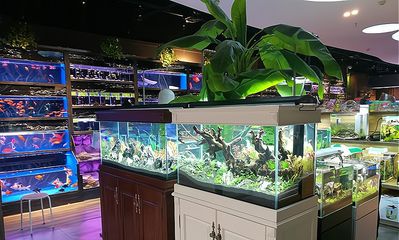 開家水族館掙錢嗎現(xiàn)在多少錢：開一家水族館需要多少費用 水族館百科（水族館加盟） 第5張