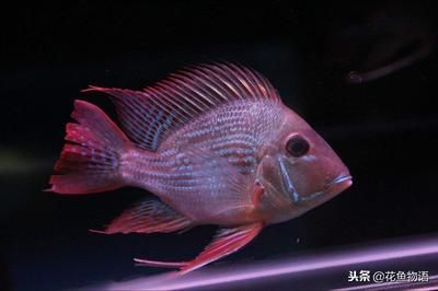 元寶鳳凰魚(yú)怎么養(yǎng)的好一點(diǎn)：元寶鳳凰魚(yú)的飼養(yǎng)方法和技巧 元寶鳳凰魚(yú)百科 第4張