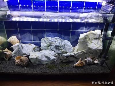 杜龍魚是海的嗎：關(guān)于杜龍魚的問題 水族問答 第2張