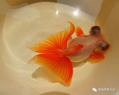 觀賞魚疾病防治新方法：觀賞魚疾病的防治 觀賞魚百科 第4張